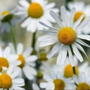 Meet your Posher, Xi